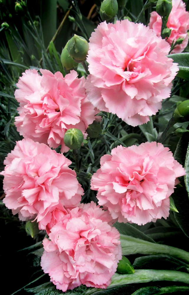 Rainbow Mixed Carnation Flower Seeds - 100 Dianthus Caryophyllus Seeds - Image 14