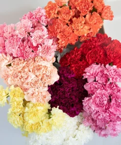 Rainbow Mixed Carnation Flower Seeds - 100 Dianthus Caryophyllus Seeds - Image 15