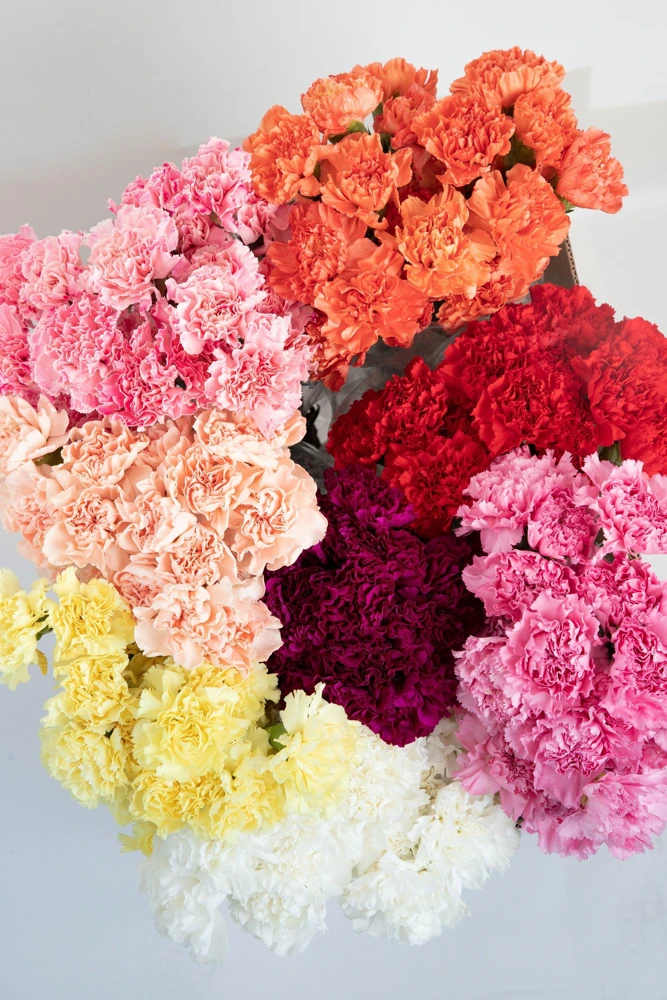 Rainbow Mixed Carnation Flower Seeds - 100 Dianthus Caryophyllus Seeds - Image 15