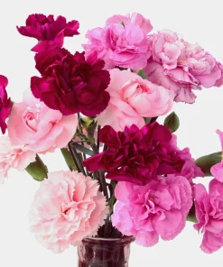 Rainbow Mixed Carnation Flower Seeds - 100 Dianthus Caryophyllus Seeds - Image 16