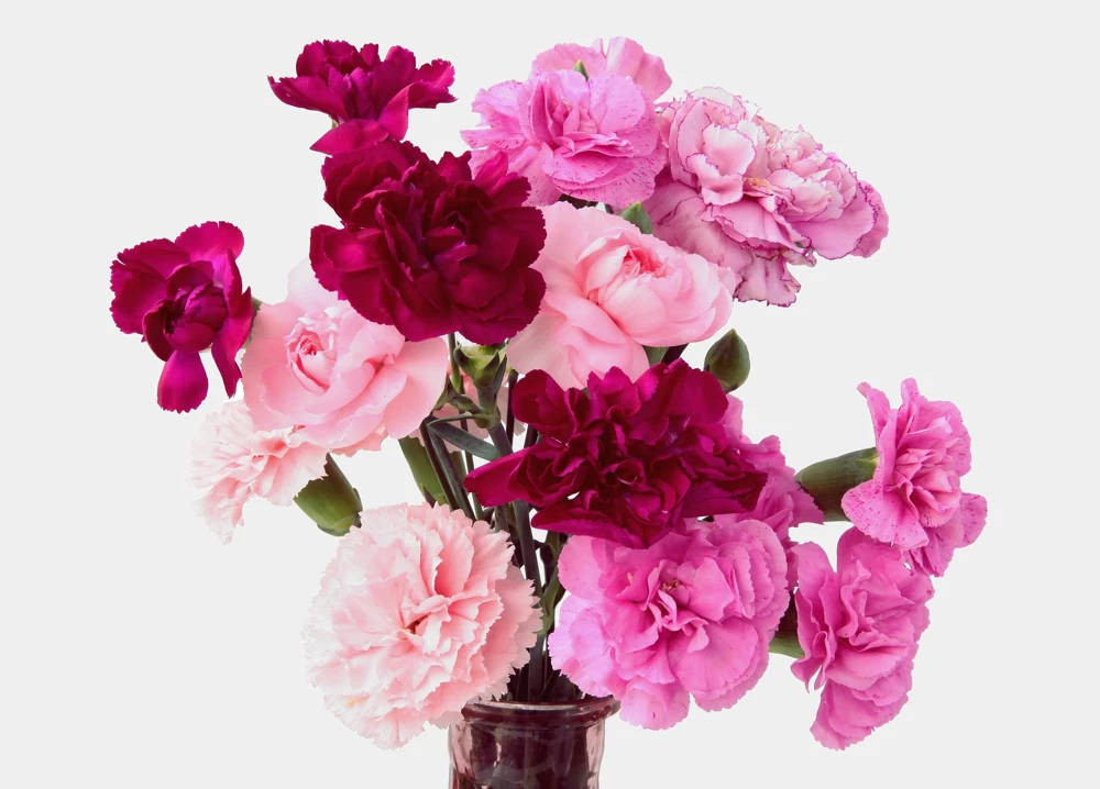 Rainbow Mixed Carnation Flower Seeds - 100 Dianthus Caryophyllus Seeds - Image 16