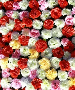 Rainbow Mixed Carnation Flower Seeds - 100 Dianthus Caryophyllus Seeds - Image 17