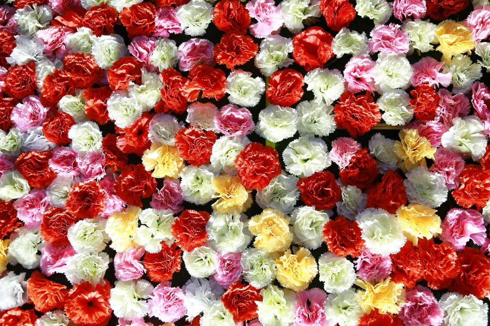 Rainbow Mixed Carnation Flower Seeds - 100 Dianthus Caryophyllus Seeds - Image 17