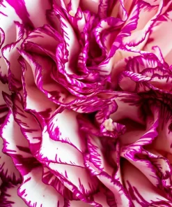 Rainbow Mixed Carnation Flower Seeds - 100 Dianthus Caryophyllus Seeds - Image 2