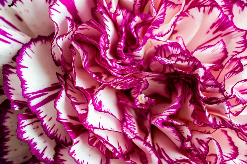 Rainbow Mixed Carnation Flower Seeds - 100 Dianthus Caryophyllus Seeds - Image 2