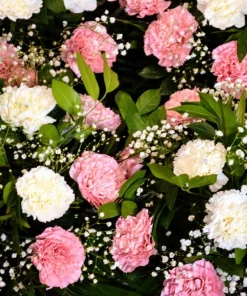 Rainbow Mixed Carnation Flower Seeds - 100 Dianthus Caryophyllus Seeds - Image 3