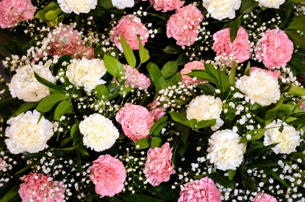 Rainbow Mixed Carnation Flower Seeds - 100 Dianthus Caryophyllus Seeds - Image 3