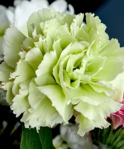 Rainbow Mixed Carnation Flower Seeds - 100 Dianthus Caryophyllus Seeds - Image 4
