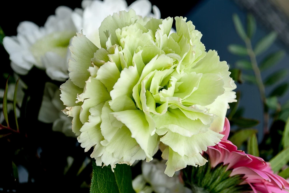 Rainbow Mixed Carnation Flower Seeds - 100 Dianthus Caryophyllus Seeds - Image 4