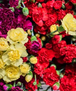Rainbow Mixed Carnation Flower Seeds - 100 Dianthus Caryophyllus Seeds - Image 5
