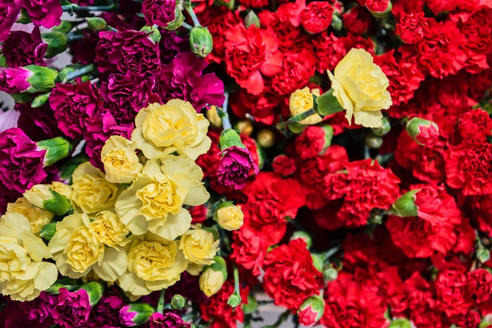 Rainbow Mixed Carnation Flower Seeds - 100 Dianthus Caryophyllus Seeds - Image 5