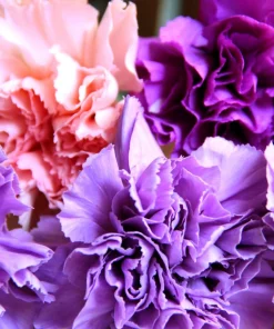 Rainbow Mixed Carnation Flower Seeds - 100 Dianthus Caryophyllus Seeds - Image 6