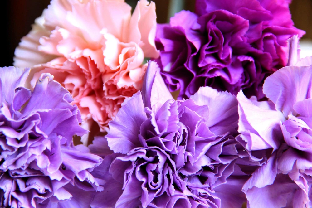 Rainbow Mixed Carnation Flower Seeds - 100 Dianthus Caryophyllus Seeds - Image 6