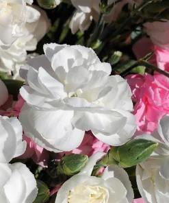 Rainbow Mixed Carnation Flower Seeds - 100 Dianthus Caryophyllus Seeds - Image 7