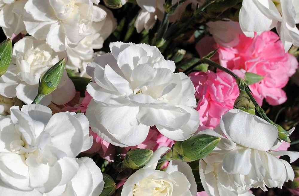 Rainbow Mixed Carnation Flower Seeds - 100 Dianthus Caryophyllus Seeds - Image 7