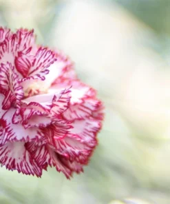 Rainbow Mixed Carnation Flower Seeds - 100 Dianthus Caryophyllus Seeds - Image 8