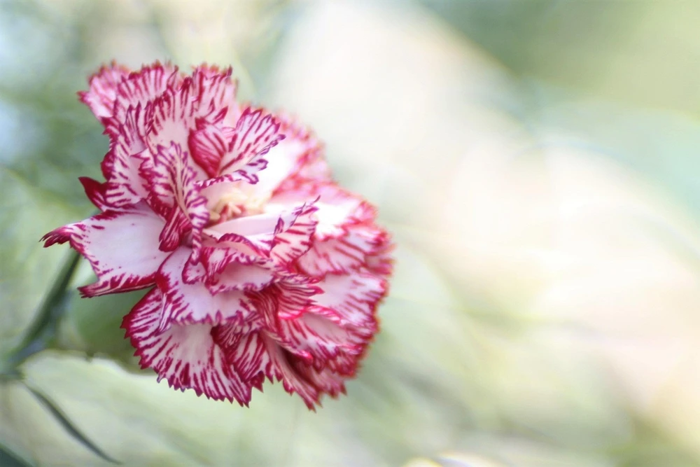 Rainbow Mixed Carnation Flower Seeds - 100 Dianthus Caryophyllus Seeds - Image 8