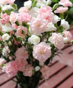 Rainbow Mixed Carnation Flower Seeds - 100 Dianthus Caryophyllus Seeds - Image 9