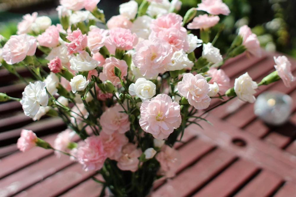 Rainbow Mixed Carnation Flower Seeds - 100 Dianthus Caryophyllus Seeds - Image 9
