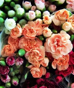 Rainbow Mixed Carnation Flower Seeds - 100 Dianthus Caryophyllus Seeds - Image 1