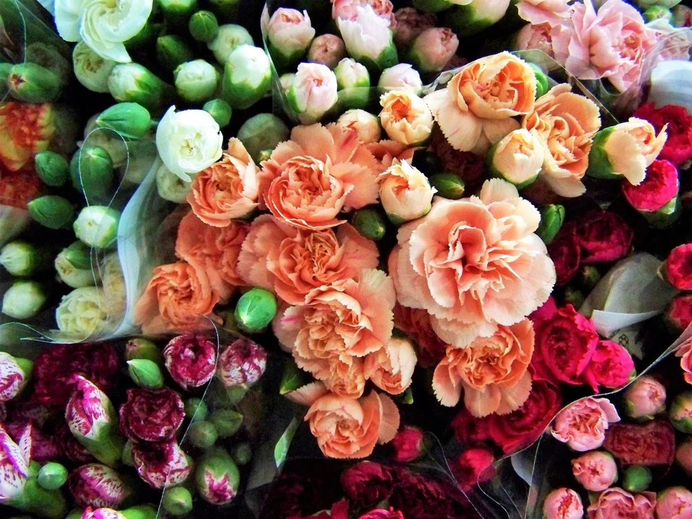Rainbow Mixed Carnation Flower Seeds - 100 Dianthus Caryophyllus Seeds - Image 1