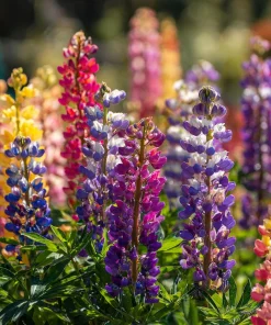 Rainbow Mixed Color Lupine Seeds - 50 Seeds - Vibrant Multi-Colored Spikes - Image 2