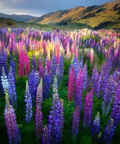 Rainbow Mixed Color Lupine Seeds - 50 Seeds - Vibrant Multi-Colored Spikes - Image 3
