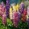 Rainbow Mixed Color Lupine Seeds - 50 Seeds - Vibrant Multi-Colored Spikes - Image 1