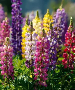 Rainbow Mixed Color Lupine Seeds - 50 Seeds - Vibrant Multi-Colored Spikes - Image 1