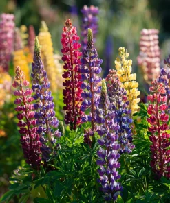 Rainbow Mixed Color Lupine Seeds - 50 Seeds - Vibrant Multi-Colored Spikes - Image 4