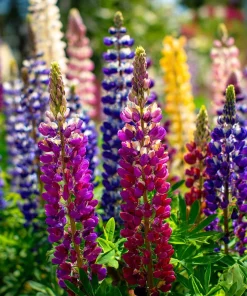 Rainbow Mixed Color Lupine Seeds - 50 Seeds - Vibrant Multi-Colored Spikes - Image 7