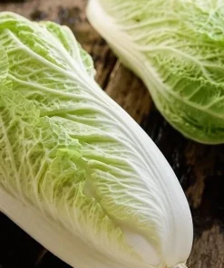 Rambo Napa Cabbage Seeds - 120 Seeds for Planting | Easy Grow Vegetable Seeds - Image 4
