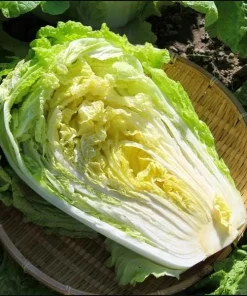 Rambo Napa Cabbage Seeds - 120 Seeds for Planting | Easy Grow Vegetable Seeds - Image 5