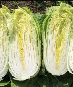 Rambo Napa Cabbage Seeds - 120 Seeds for Planting | Easy Grow Vegetable Seeds - Image 6