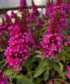 Raspberry Buddleia Live Plant – Butterfly Bush, Fragrant Pink Flowers, 4-6 Inches Tall, Outdoor Shrub - Image 2
