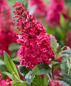 Raspberry Buddleia Live Plant – Butterfly Bush, Fragrant Pink Flowers, 4-6 Inches Tall, Outdoor Shrub - Image 3
