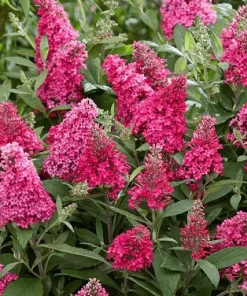 Raspberry Buddleia Live Plant – Butterfly Bush, Fragrant Pink Flowers, 4-6 Inches Tall, Outdoor Shrub - Image 4