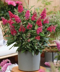 Raspberry Buddleia Live Plant – Butterfly Bush, Fragrant Pink Flowers, 4-6 Inches Tall, Outdoor Shrub - Image 5