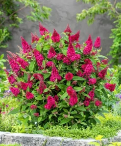 Raspberry Buddleia Live Plant – Butterfly Bush, Fragrant Pink Flowers, 4-6 Inches Tall, Outdoor Shrub - Image 6