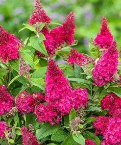 Raspberry Buddleia Live Plant – Butterfly Bush, Fragrant Pink Flowers, 4-6 Inches Tall, Outdoor Shrub - Image 7
