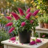 Raspberry Buddleia Live Plant – Butterfly Bush, Fragrant Pink Flowers, 4-6 Inches Tall, Outdoor Shrub - Image 1