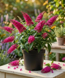 Raspberry Buddleia Live Plant – Butterfly Bush, Fragrant Pink Flowers, 4-6 Inches Tall, Outdoor Shrub - Image 1