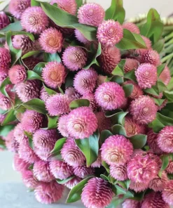 Raspberry Cream Gomphrena Seeds - 25 Seeds for Gardens & Containers - Image 2