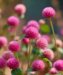 Raspberry Cream Gomphrena Seeds - 25 Seeds for Gardens & Containers - Image 3