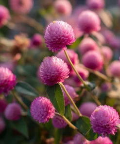 Raspberry Cream Gomphrena Seeds - 25 Seeds for Gardens & Containers - Image 4