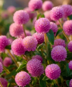Raspberry Cream Gomphrena Seeds - 25 Seeds for Gardens & Containers - Image 1
