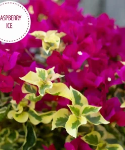 Raspberry Ice Bougainvillea Live Plant – Pink & Cream Variegated – Pack of 2, 5-9 inches tall - Image 2