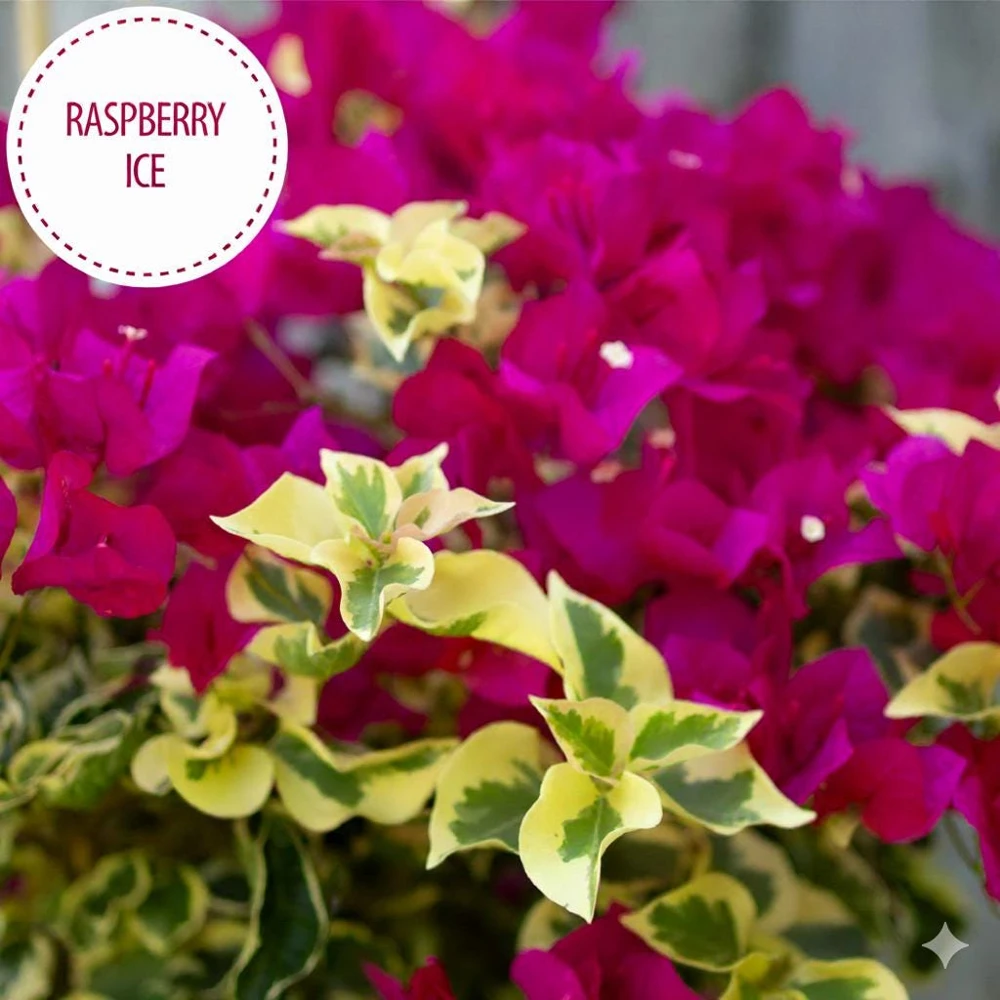 Raspberry Ice Bougainvillea Live Plant – Pink & Cream Variegated – Pack of 2, 5-9 inches tall - Image 2