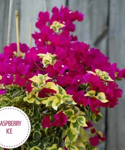 Raspberry Ice Bougainvillea Live Plant – Pink & Cream Variegated – Pack of 2, 5-9 inches tall - Image 3