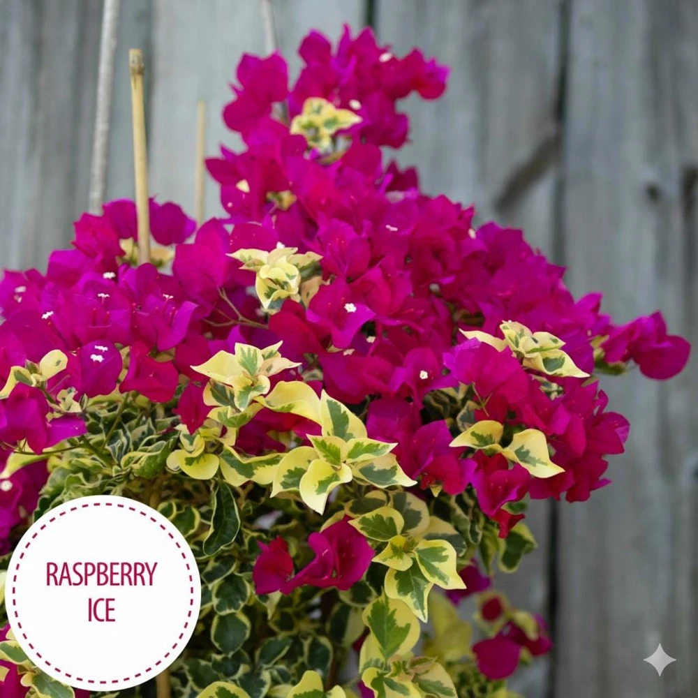 Raspberry Ice Bougainvillea Live Plant – Pink & Cream Variegated – Pack of 2, 5-9 inches tall - Image 3
